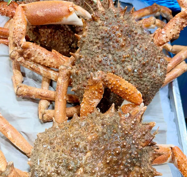 Plusieurs crabes-araignées d'Europe de couleur brun-orange, prêts à être cuisinés à Saint-Germain-en-Laye dans les Yvelines 78