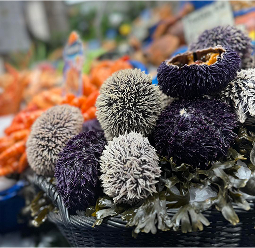 Oursins violets et clairs avec algues dans un panier au marché à Saint-Germain-en-Laye dans les Yvelines 78