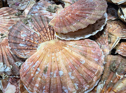 Un tas de coquilles Saint-Jacques bordeaux et rose, certaines légèrement ouvertes à Saint-Germain-en-Laye dans les Yvelines 78